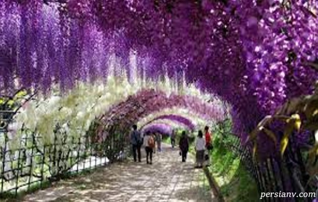 باغ کاواچی فوجی باغ کاواچی فوجی