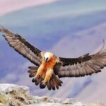 همای سعادت در منطقه سبزکوه
