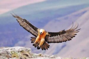 همای سعادت در منطقه سبزکوه
