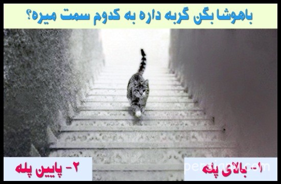 تست هوش تصویری گربه و پله تست هوش تصویری گربه و پله