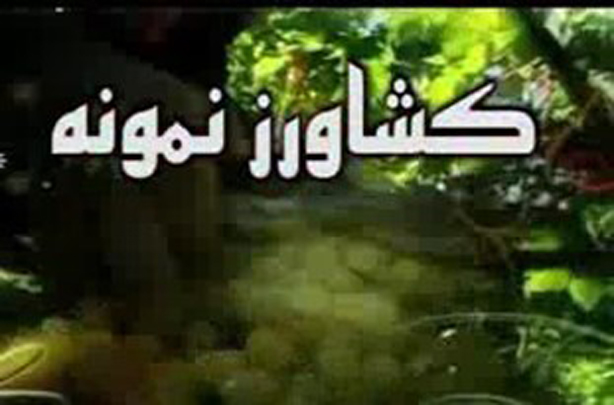 معمای المپیادی کشاورز نمونه
