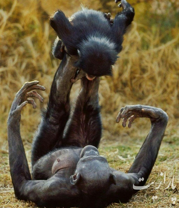سوژه های خنده دار 519