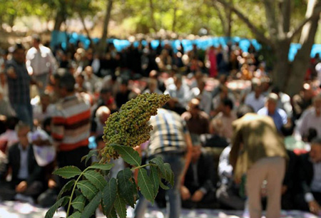 مراسم جالب جشن برداشت سماق در قزوین چگونه است؟ مراسم برداشت سماق