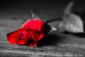زین گونه‌ام که در غم غربت شکیب نیست شعری از هوشنگ ابتهاج