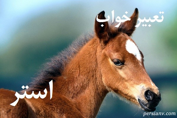 تعبیر خواب استر ، دیدن استر در خواب چه تعبیری دارد ؟