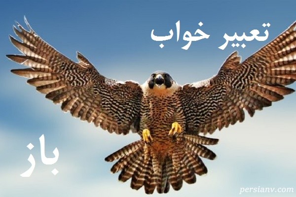 تعبیر خواب باز ، دیدن باز در خواب چه تعبیری دارد ؟
