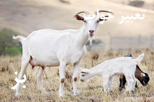 تعبیر خواب بز ، دیدن بز در خواب چه تعبیری دارد ؟