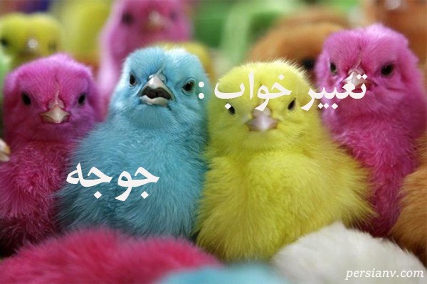 تعبیر خواب جوجه ، دیدن جوجه در خواب چه تعبیری دارد ؟