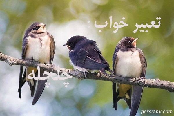 تعبیر خواب چلچله ، دیدن چلچله در خواب چه تعبیری دارد ؟