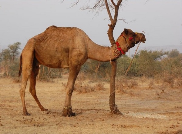 تعبیر خواب شتر
