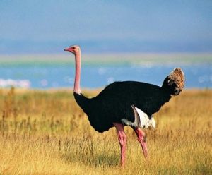 تعبیر خواب شترمرغ