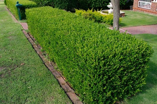 تعبیر خواب شمشاد