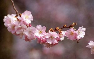 تعبیر خواب شکوفه , دیدن شکوفه در خواب چه تعبیری دارد؟