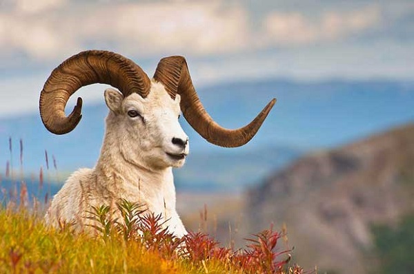 تعبیر خواب قوچ