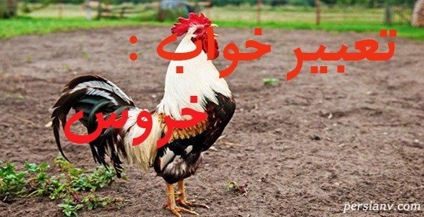 تعبیر خواب خروس ، دیدن خروس در خواب چه تعبیری دارد؟