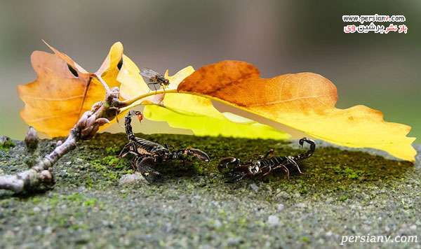 معنای دیدن عقرب در خواب تعبیر خواب عقرب