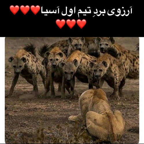 شیر ورزشکاران در شبکه های اجتماعی 13