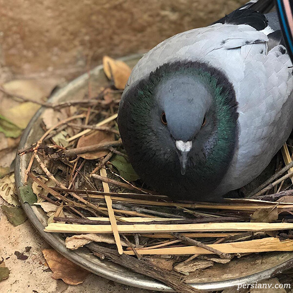 مونا فائزپور مونا فائزپور