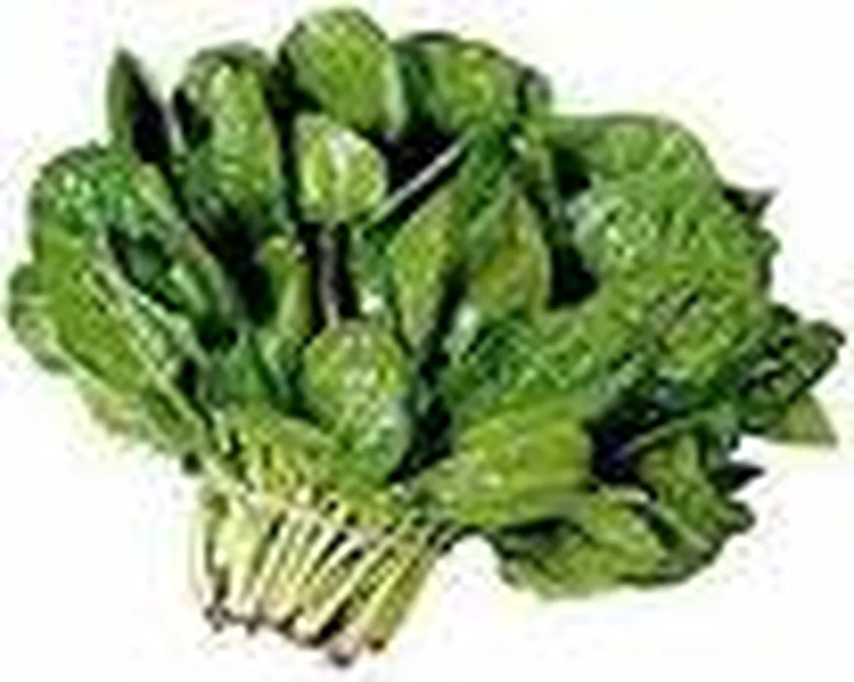 فواید اسفناج در طب سنتی فواید اسفناج در طب سنتی