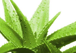 آلوورا گیاهی سرشار از خواص بی شمار!