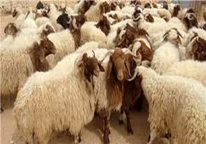 آخرین قیمت دام زنده ویژه عید قربان | اختلاف معنادار قیمتها با سال گذشته