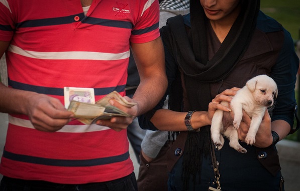 پرستاری از سگ، شغل جدید دختران جوان پایتخت!