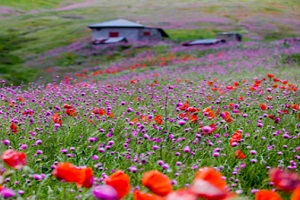سمفونی رنگ‌ها در خلخال به اسالم, رویایی‌ترین جاده جنگلی کشور!