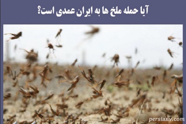 آیا حمله ملخ‌ ها به ایران عمدی است!؟