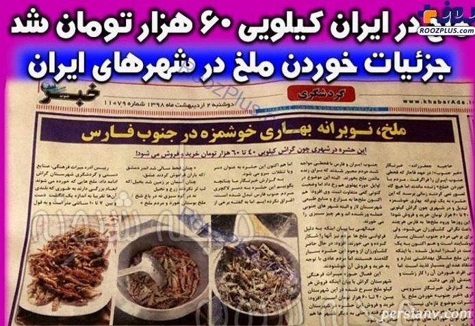 ملخ نوبرانه