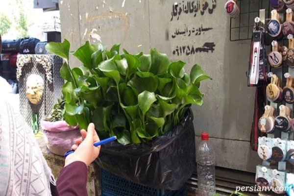 گیاه سرطان‌ زا