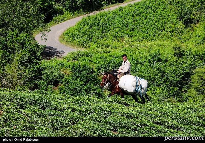 برداشت چای بهاره در گیلان چای بهاره گیلان