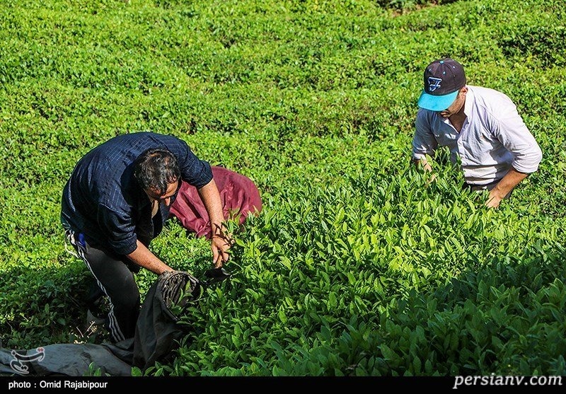تصویری از برداشت چای بهاره در گیلان چای بهاره گیلان