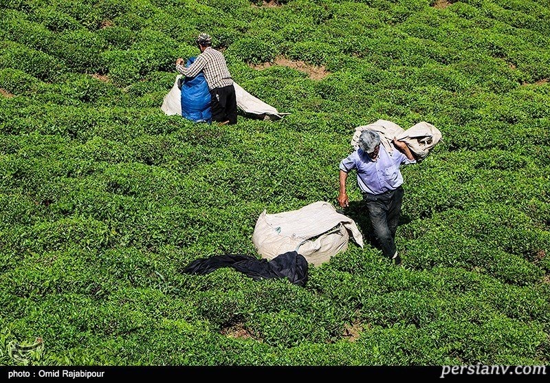 برداشت چای بهاره در گیلان چای بهاره گیلان