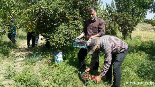برداشت آلبالو برداشت آلبالو