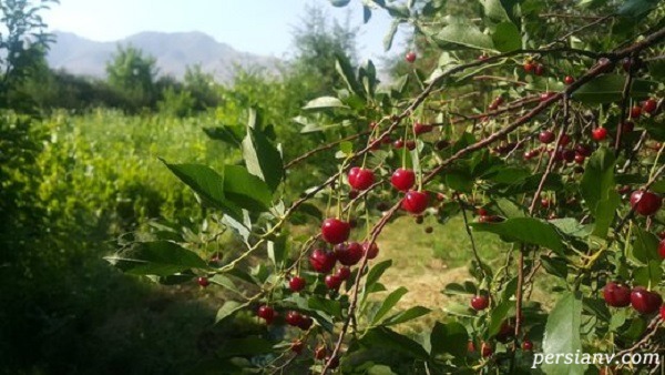 درختان آلبالو برداشت آلبالو