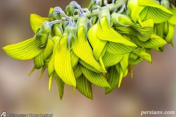 گیاهی عجیب با شباهت حیرت انگیز به پرنده مرغ مگس خوار!!