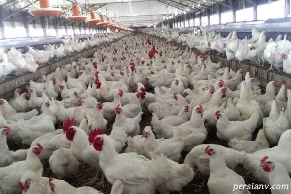 ماجرای جنجالی مرغ‌ های تریاکی چیست؟!!