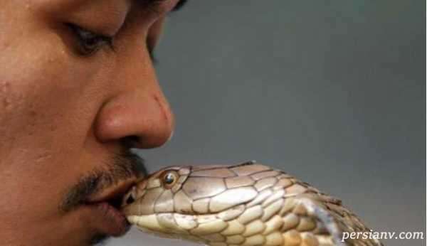 بازی با مار کبری
