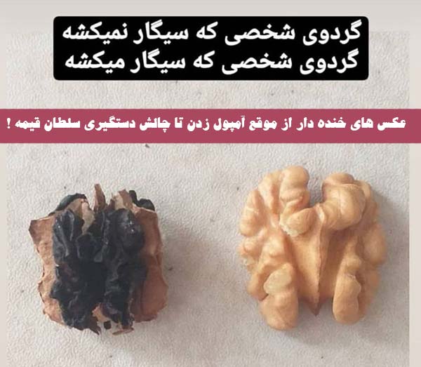 عکس های خنده دار از موقع آمپول زدن تا چالش دستگیری سلطان قیمه !