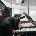 طاعون در روسیه ؛ از ترس جهانی تا شوخی‌های تلخ مردم ایران