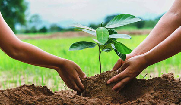 متن ادبی درباره درختکاری برای کلاس چهارم