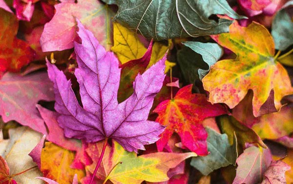 برگهای رنگارنگ پاییزی برگهای رنگارنگ سبز، زرد، نارنجی و بنفش کنار یکدیگر