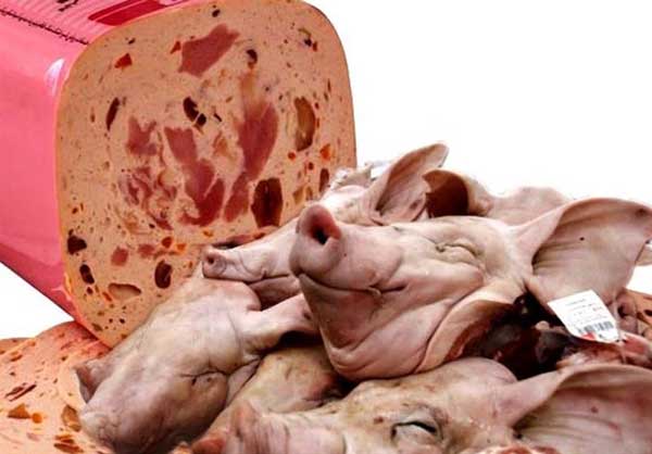 علت حرام بودن گوشت خوک