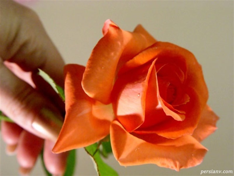 دعا برای جلب محبت