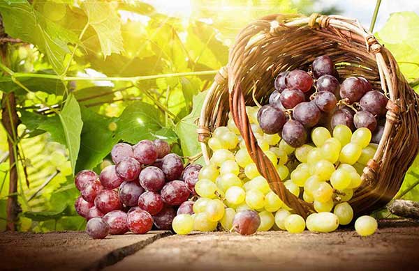 خواص انگور در قرآن خواص انگور در قرآن