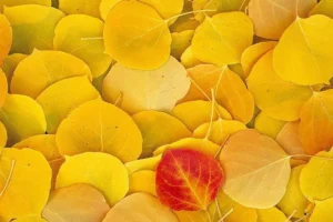 رنگ زرد در قرآن و احادیث ؛ رنگ زرد موجب چه چیزی در انسان میشود؟