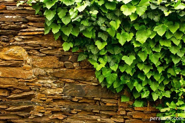 تزیین نمای بیرونی و دیوار خارجی ساختمان با گیاهان چسبیده + تصاویر