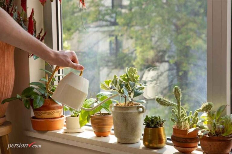 تصفیه هوای خانه با گیاهان؛ ۸ گیاه برتر ناسا + روش نگهداری