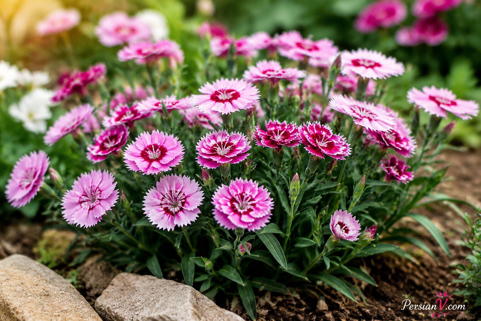 گیاهان فضای باز ارزان