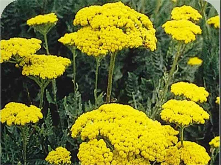 خواص بومادران (برنجاسف، قیصوم) یا Achillea millefolium